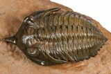 Uncommon Pseudocryphaeus (Cryphina) Trilobite - Lghaft, Morocco #382858-1